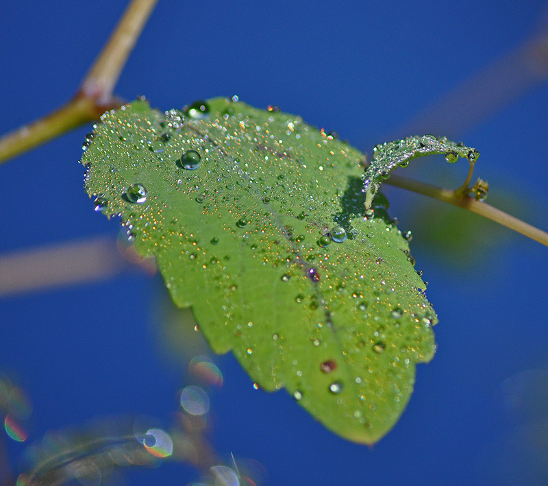 Morning dew