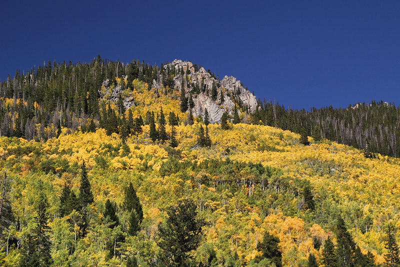 Fall Color in the Rockies