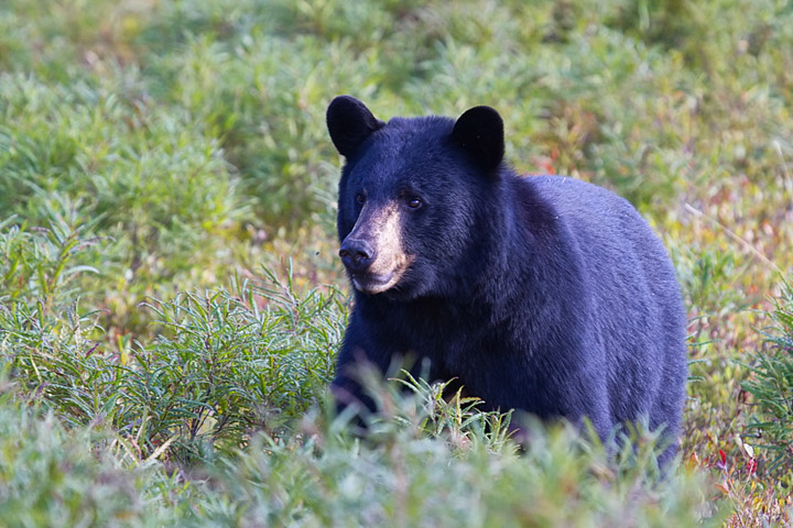 Campsite Visitor!