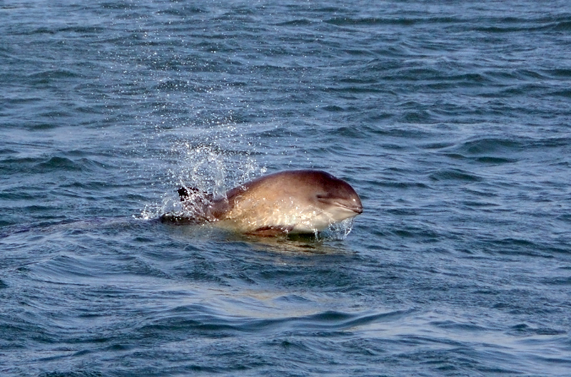 A wild porpoise in the Bay of Fundy