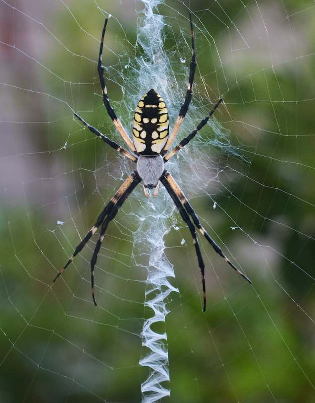 Argiope Aurantia - Zipper Spider