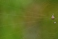 Rectangles, Angles, Lines, and Circles