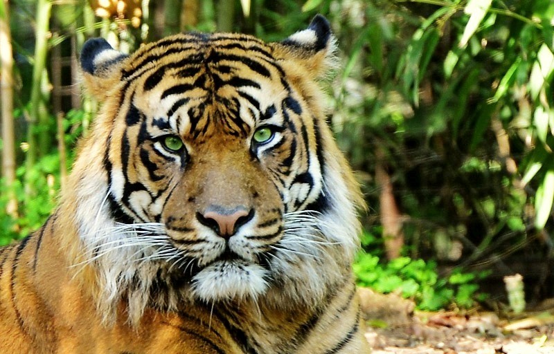  The  sumatran Tiger. Critically endangered in the wild.