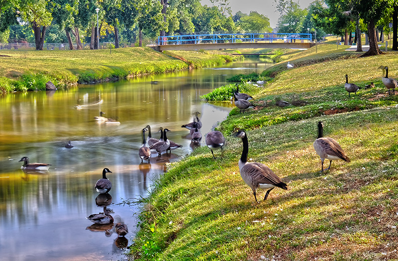 Commotion at the Creek's Edge