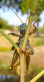 Grasshopper