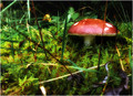 A shelter for a fairy