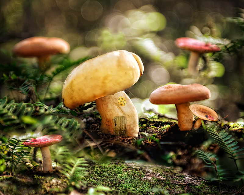 Magic Mushroom Forest