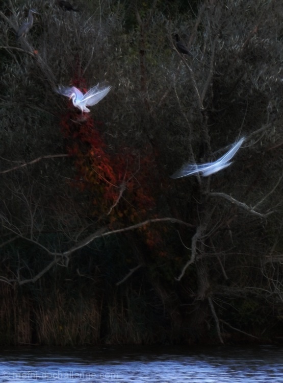 evening roost