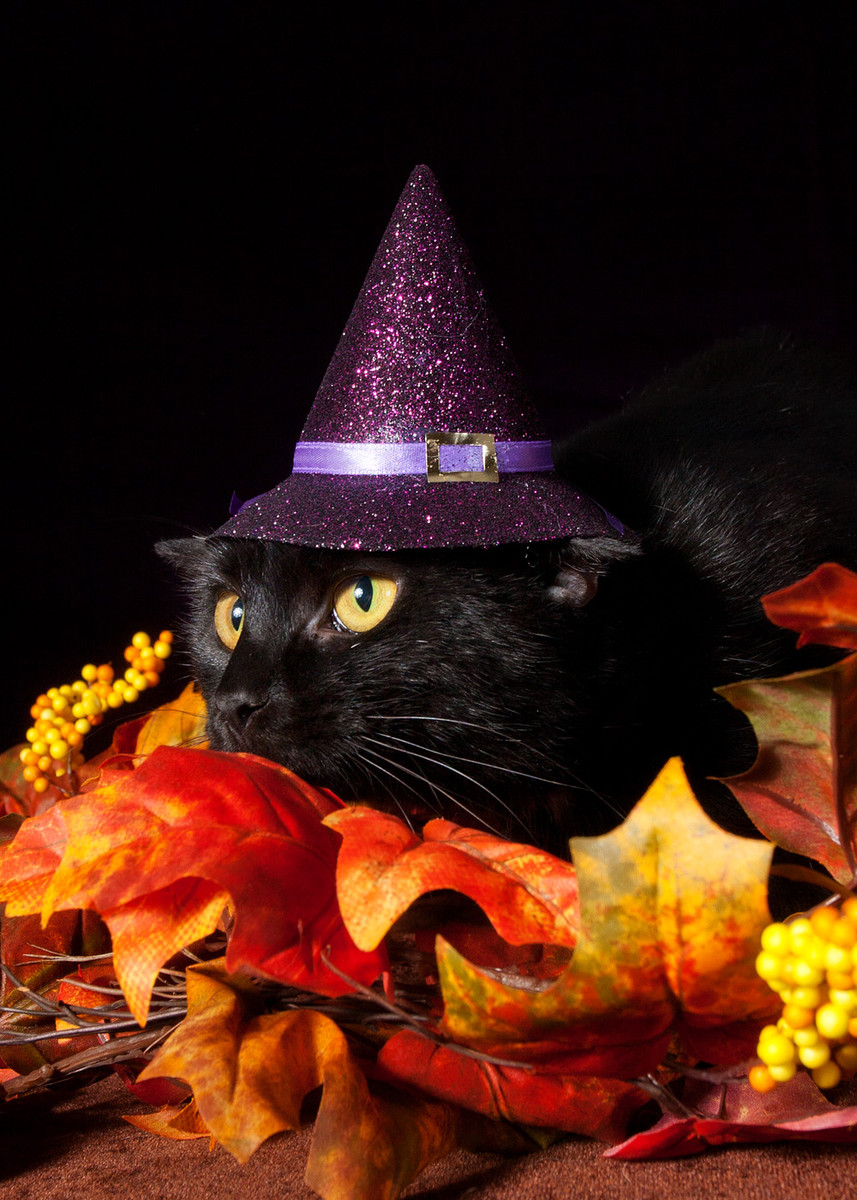 How to Humiliate a Cat