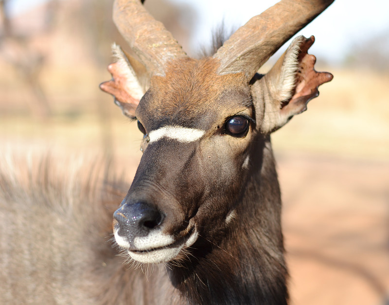 Nyala