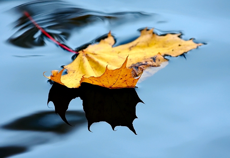 The Fall of a Leaf is a Whisper to the Living