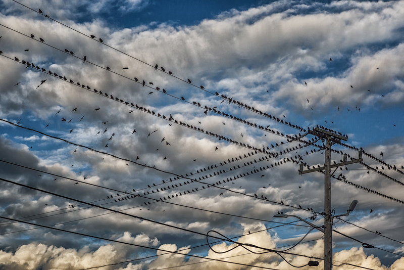 The Birds
