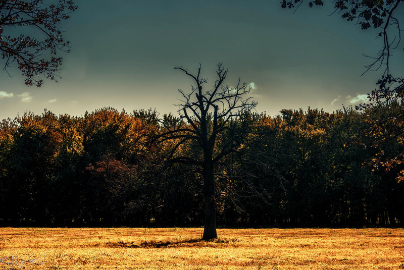 its fall time