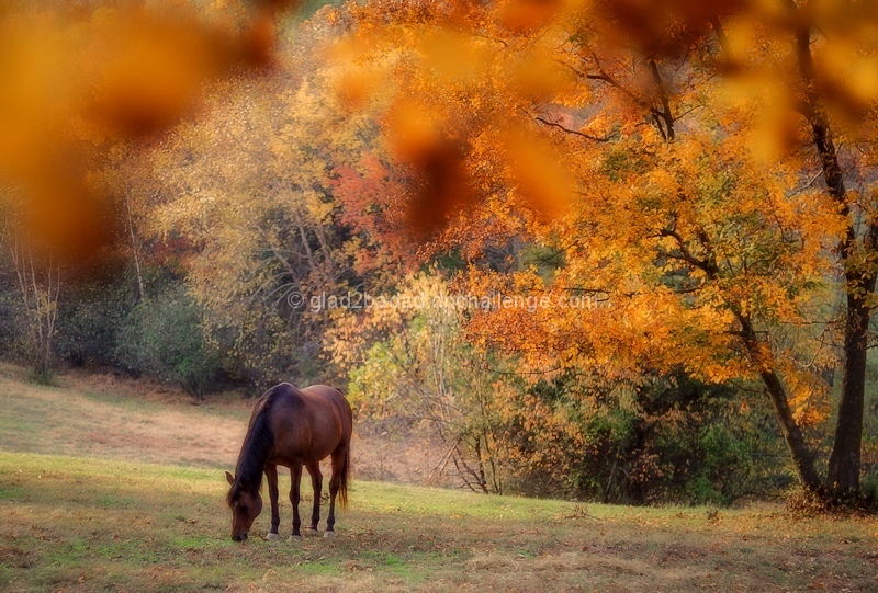 Grazing