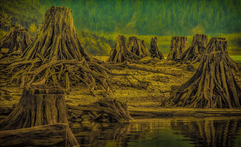 Stumps