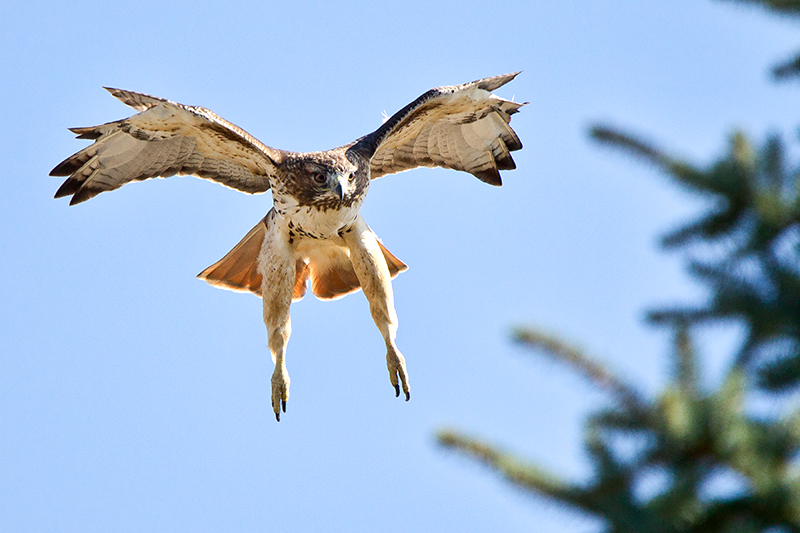 Hunting
