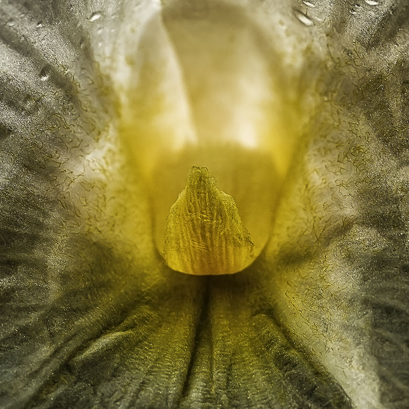 Inner World
