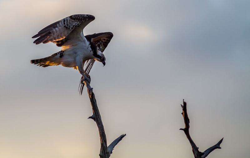 osprey