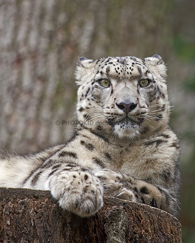 Settling in for a Cat Nap