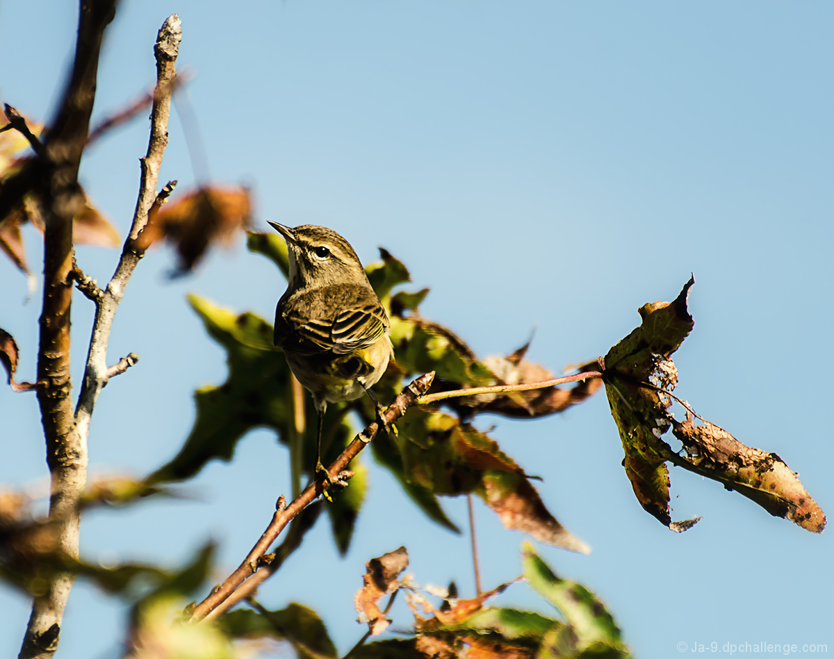 Yellow-Rumped Warbler
