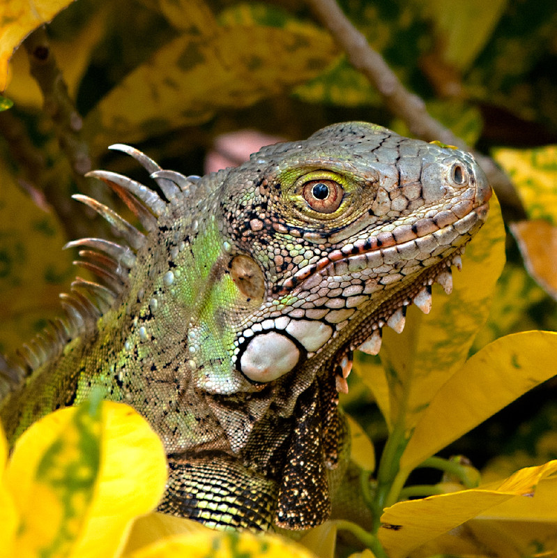 Living Dinosaur?