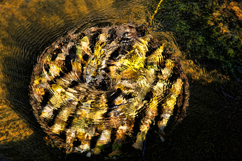 Autumnal Swirly