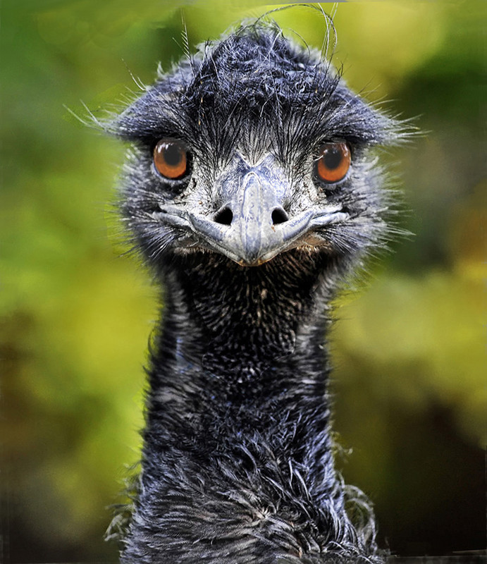 Emu