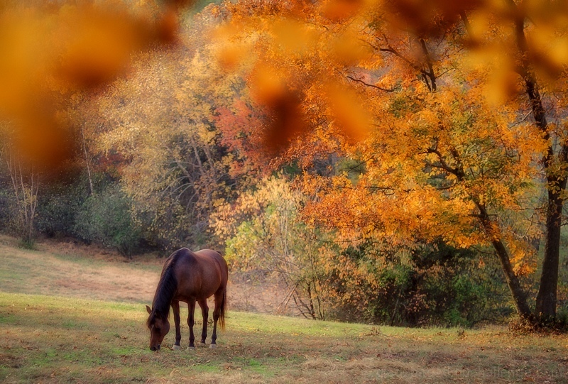 Grazing