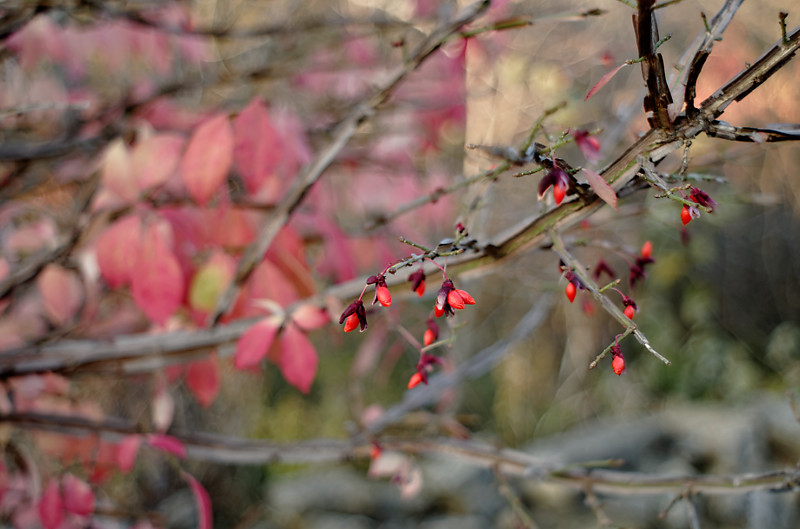 Euonymus alatus