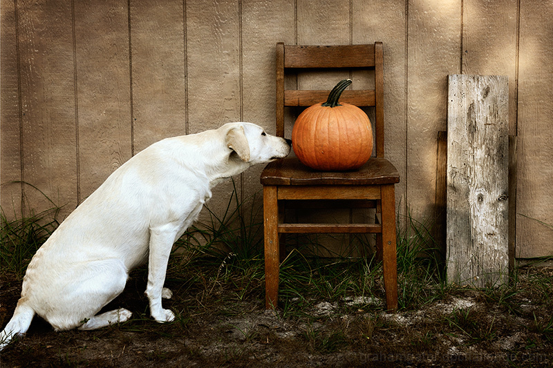 Lucy Meets The Great Pumpkin