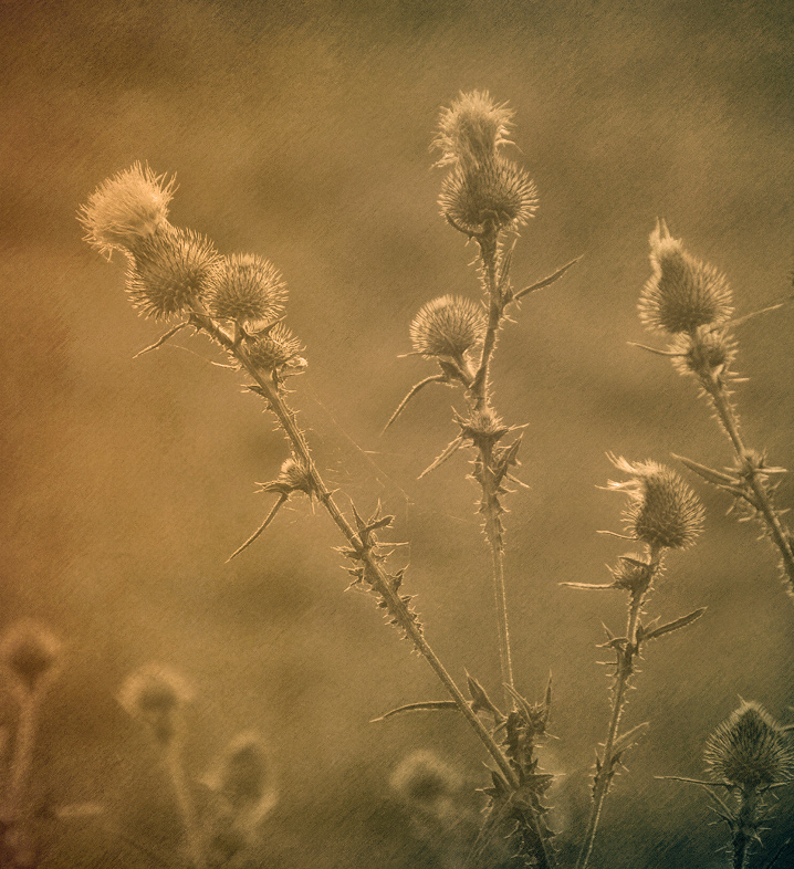 The Thistle o’ Scotland