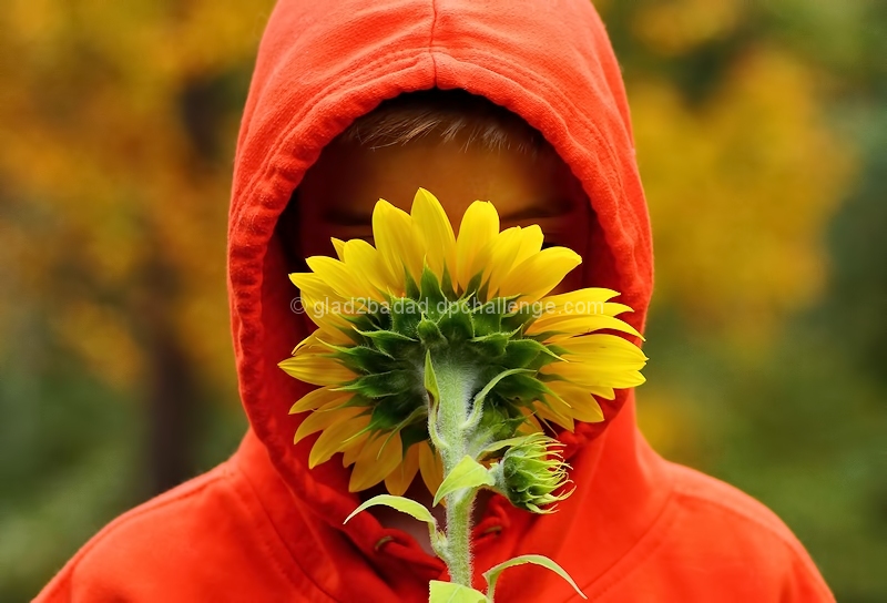 Checking the Fragrance of an Autumn Sunflower