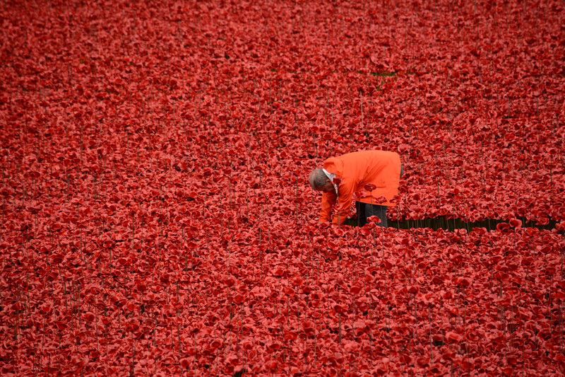 poppies