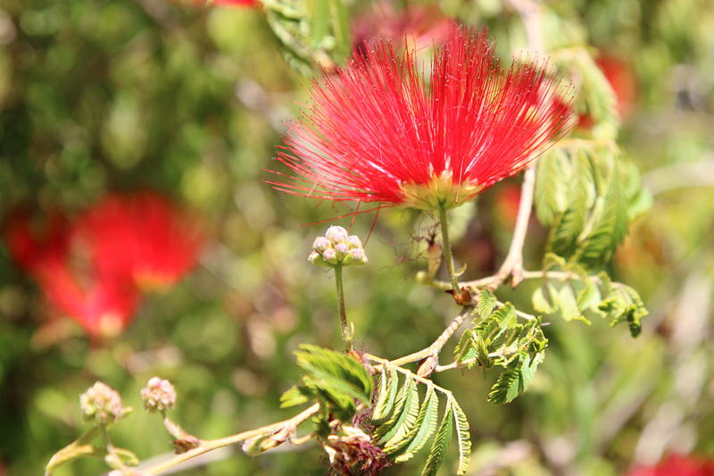 Kings Park Botanic Gardens