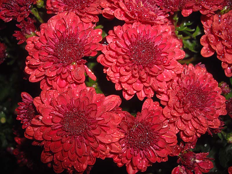 Red Chrysanthemum