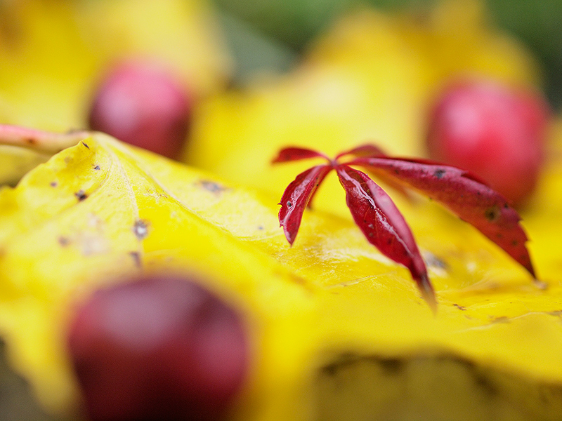 Autumn_carpet