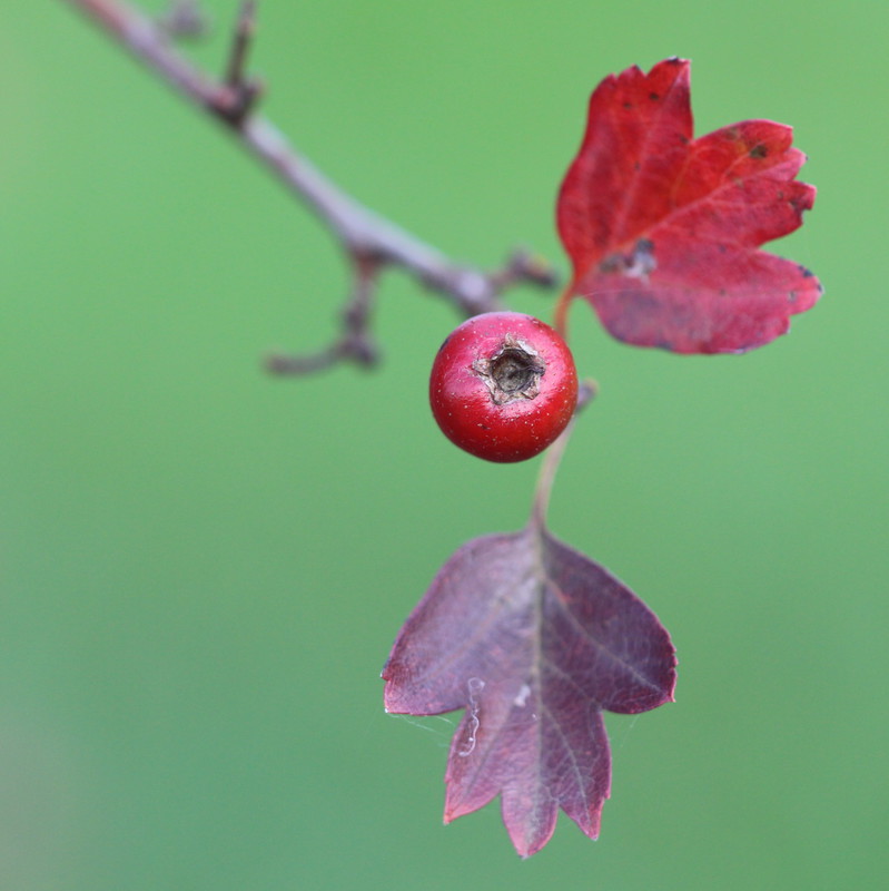 Red in the fields