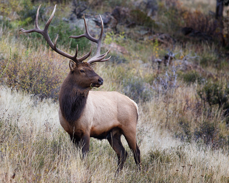 Watching for Grog, the grate hunter
