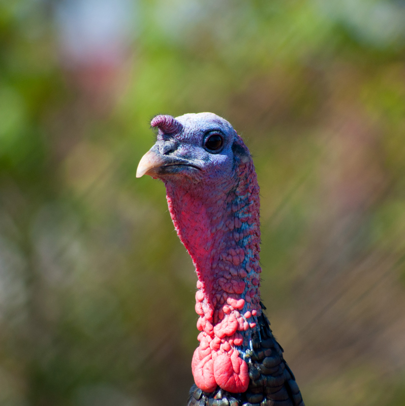 Jive Turkey