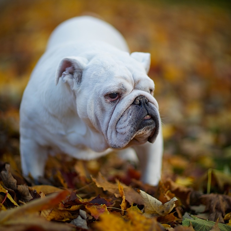 Autumn Beauty, and the Beast