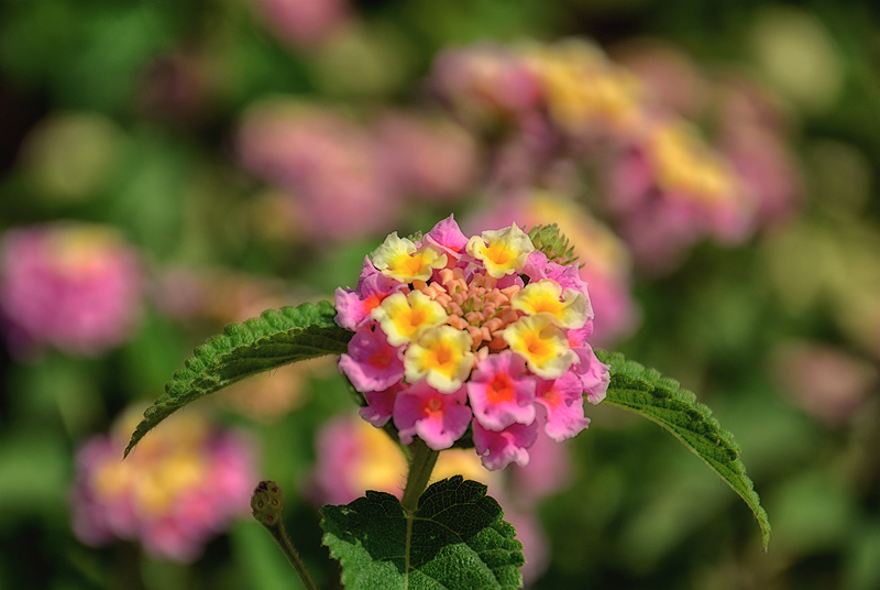 Shallow DOF in Pink