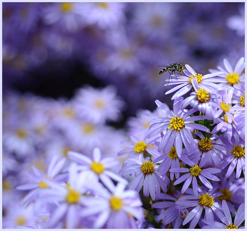 Spring Bounty