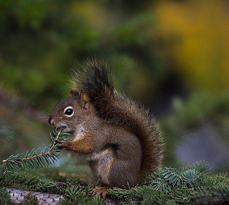 Squirrel-sampling soft succulent spruce sprig