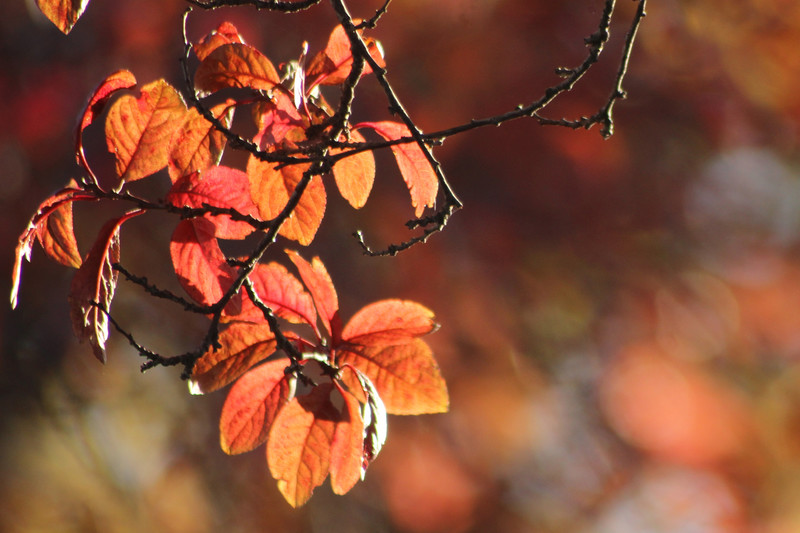 Coppery Fall