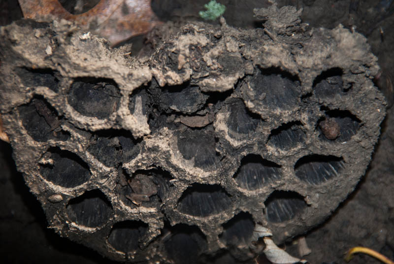 aftermath of rotted wasps nest