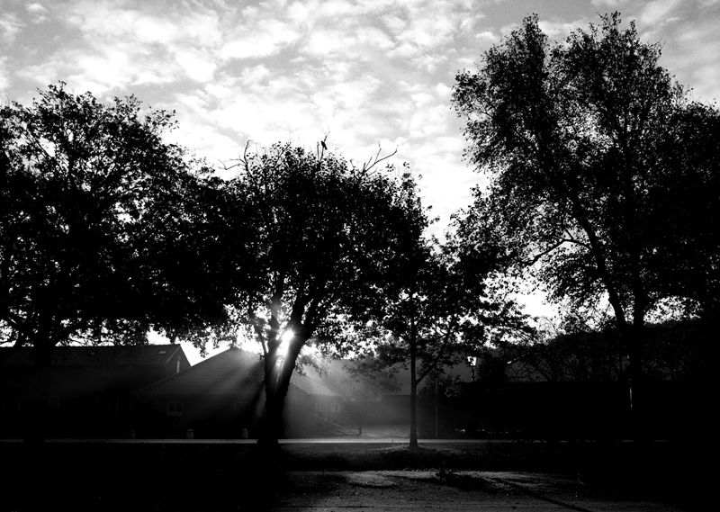 Blackbird, blackbird singing the blues all day...