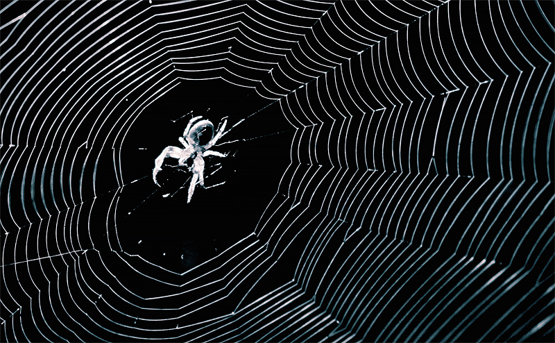 Spider & Web