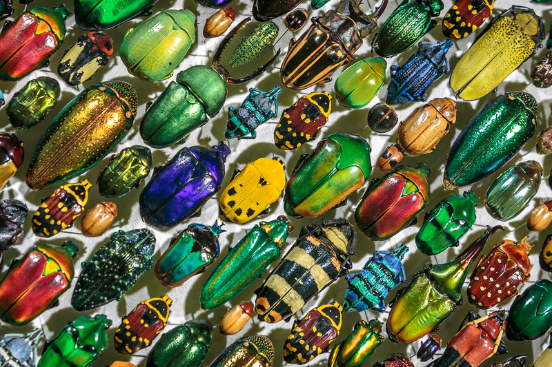 Jeweled beetles Mosaic