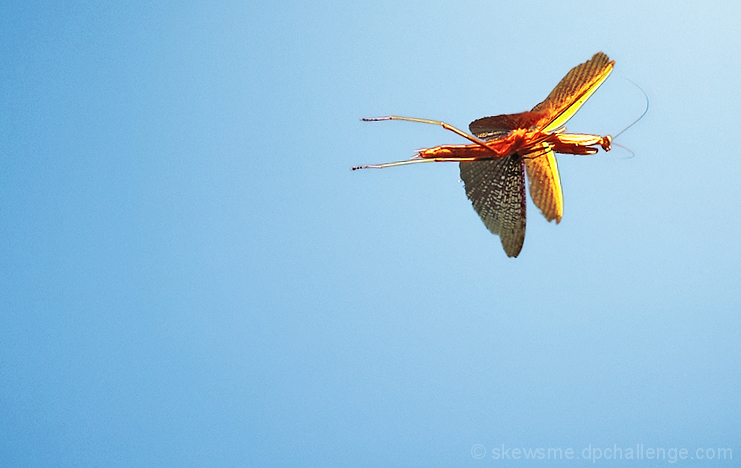 mantis in flight