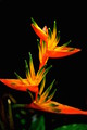 Birds of Paradise